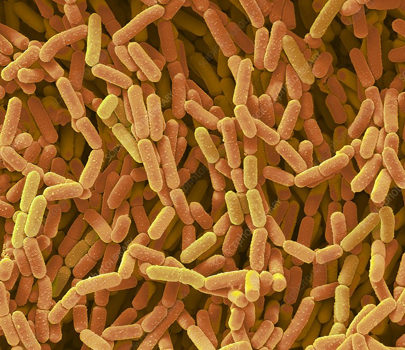 Lactobacillus acidophilus