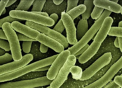 Lactobacillus rhamnosus Probiotic Malaysia