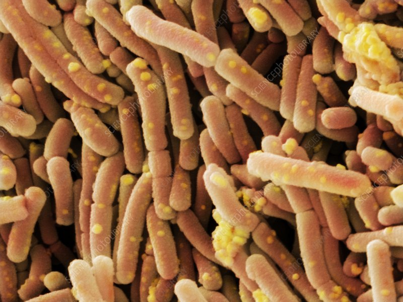 Lactobacillus acidophilus