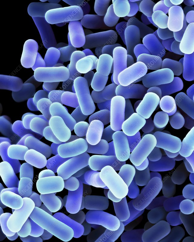 Lactobacillus acidophilus