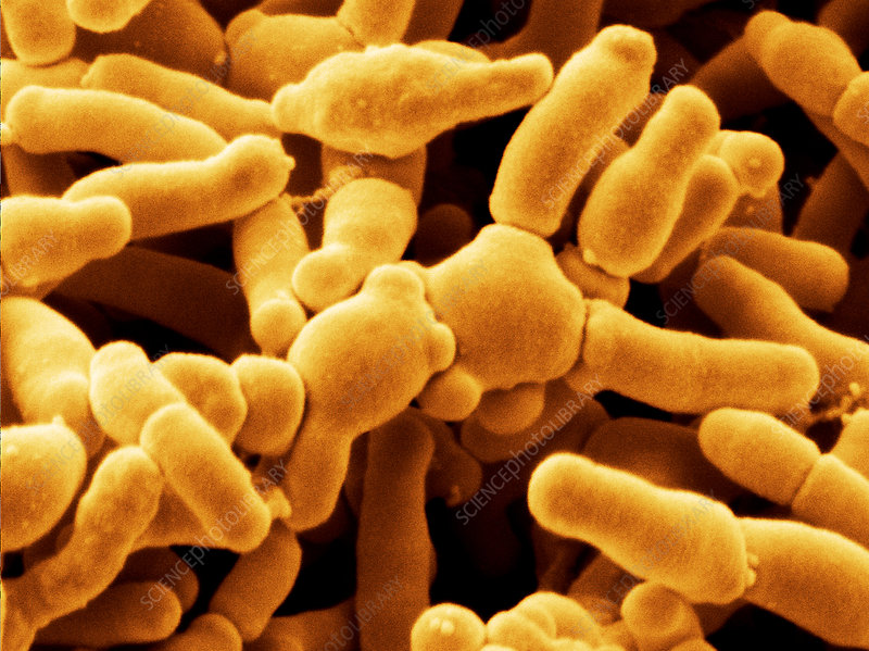 Lactobacillus acidophilus