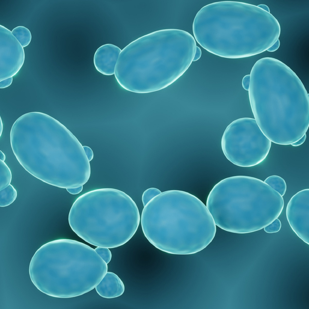 Lactobacillus acidophilus