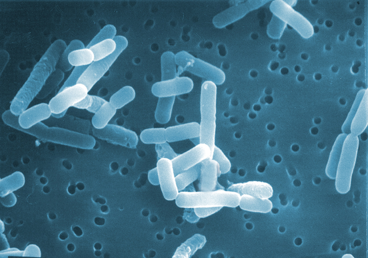 Lactobacillus acidophilus