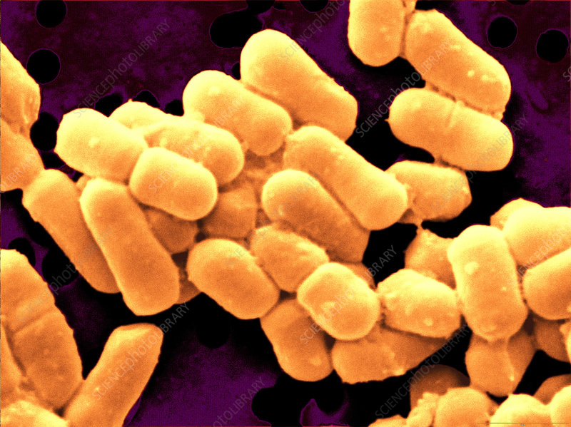 Lactobacillus acidophilus