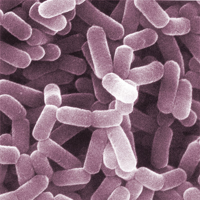 Lactobacillus acidophilus