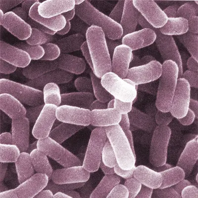 Lactobacillus helveticus Probiotic Malaysia