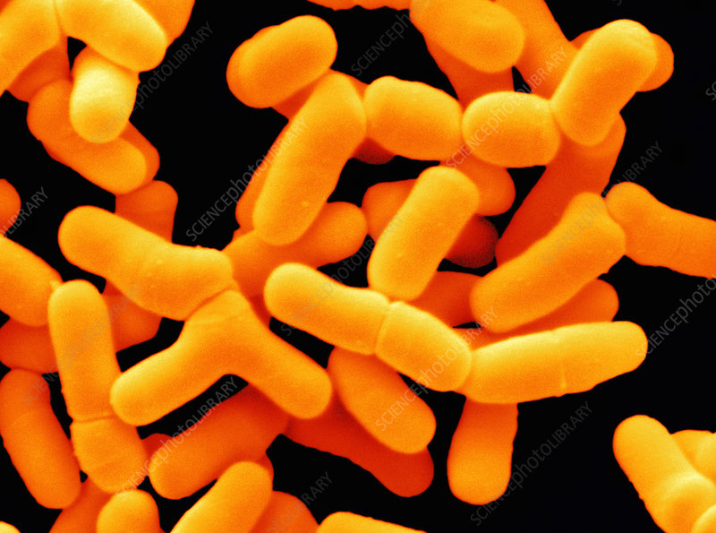 Lactobacillus acidophilus